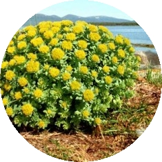 sam-e_rhodiola
